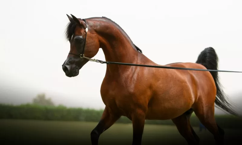 الخيل العربي الأصيل: رمز للجمال والأصالة